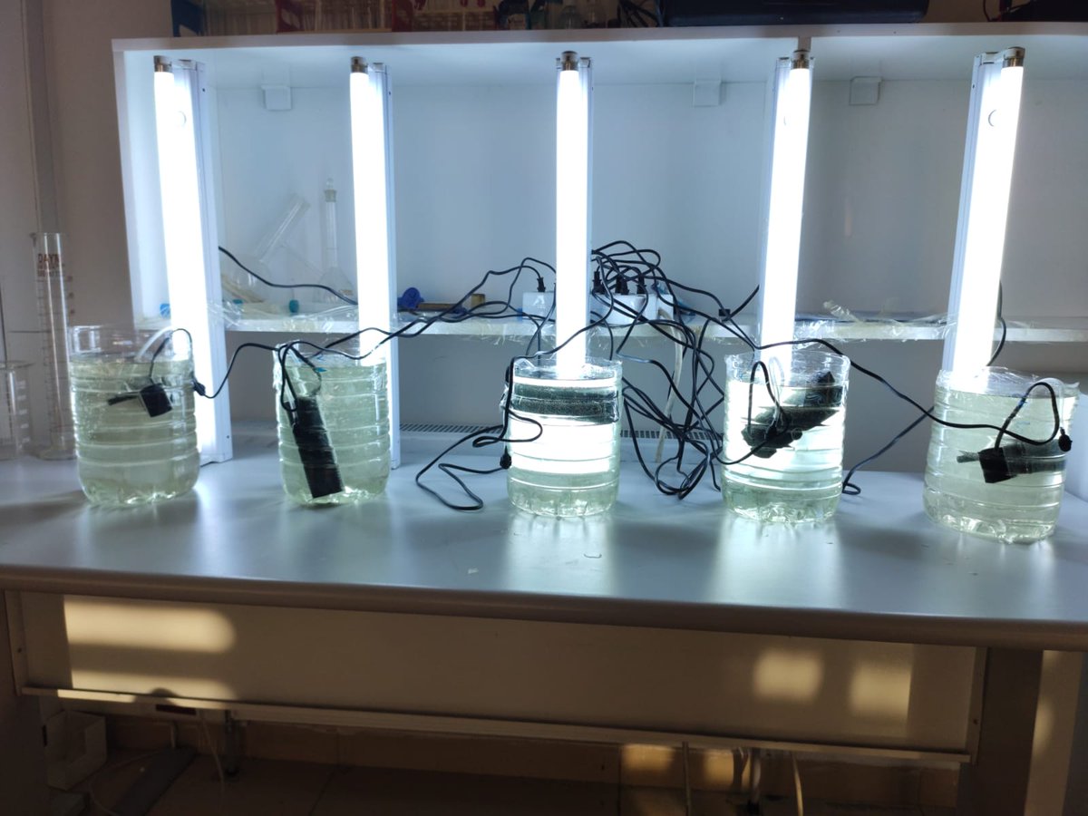 Kimya laboratuvarında 7/24 oksijen üreten bir sistem kurduk. Sloganımız "Temiz oksijen"
Kimya öğretmenimiz Erhan ONAT'ı tebrik ediyoruz