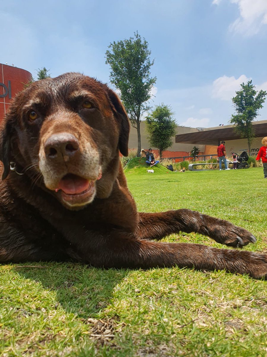 matzbeka's tweet photo. @marthadebayle #DiaMundialDelPerro love my lab https://t.co/k5cT1to3r4
