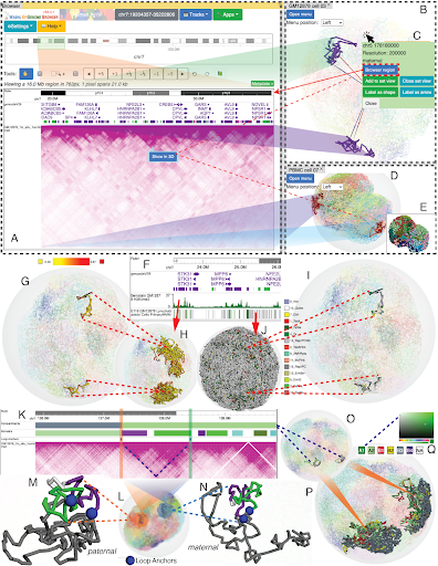 The WashU Epigenome Browser now facilitates integrative visualization and exploration of 1D, 2D and 3D genomic data in a single webpage. #4DN 
nature.com/articles/s4159…