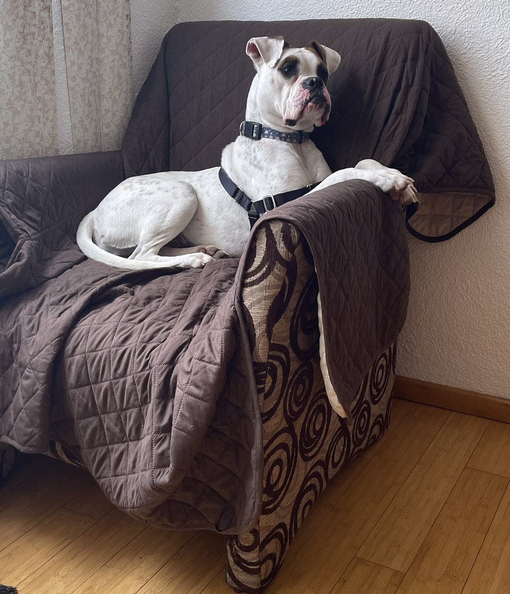 Fabiola Lara tweet media