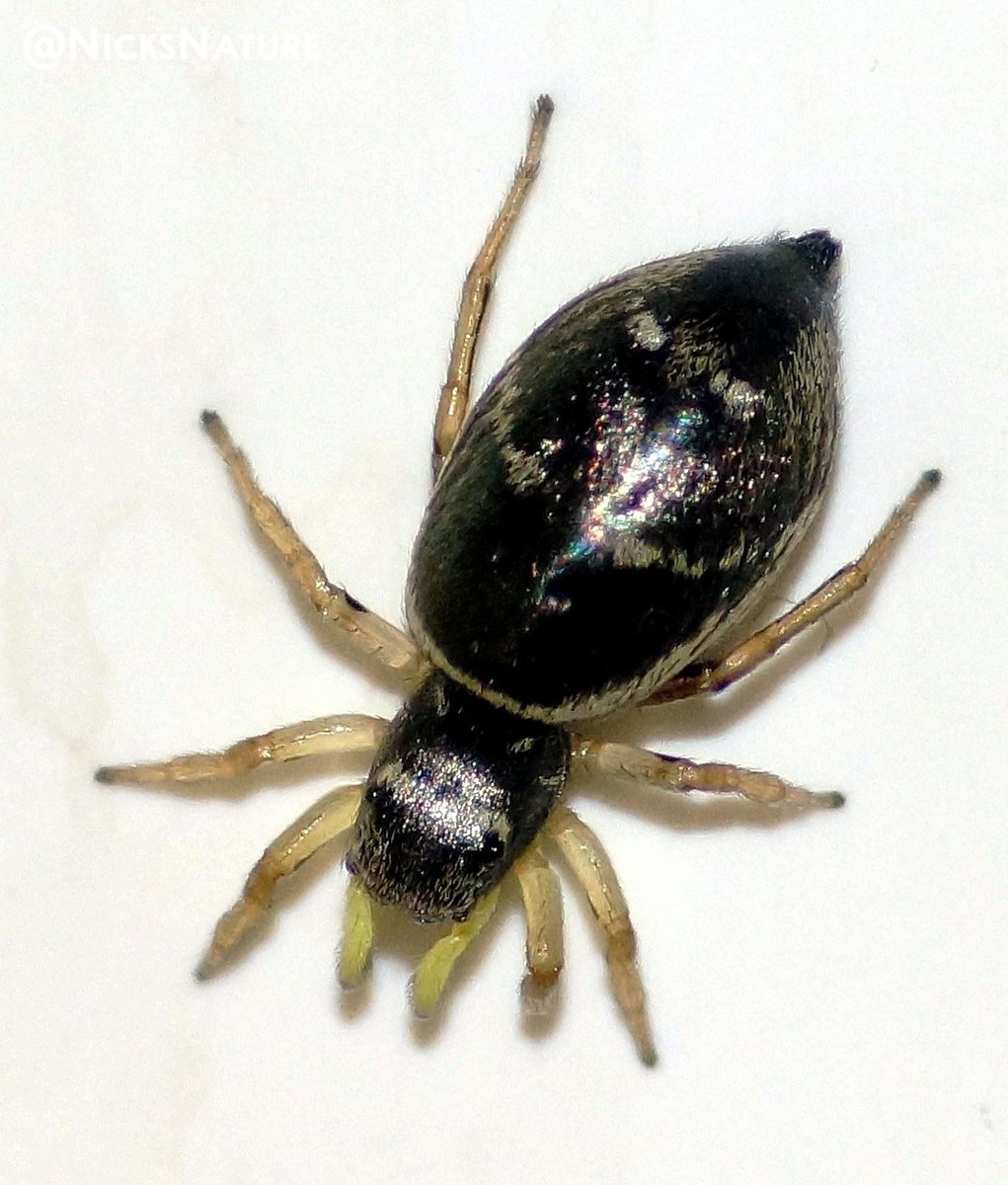 NicksNature's tweet photo. A female zebra spider on the family room door
#TwitterNatureCommunity #spider #macrophotography #insects https://t.co/g7YFtvjCTM