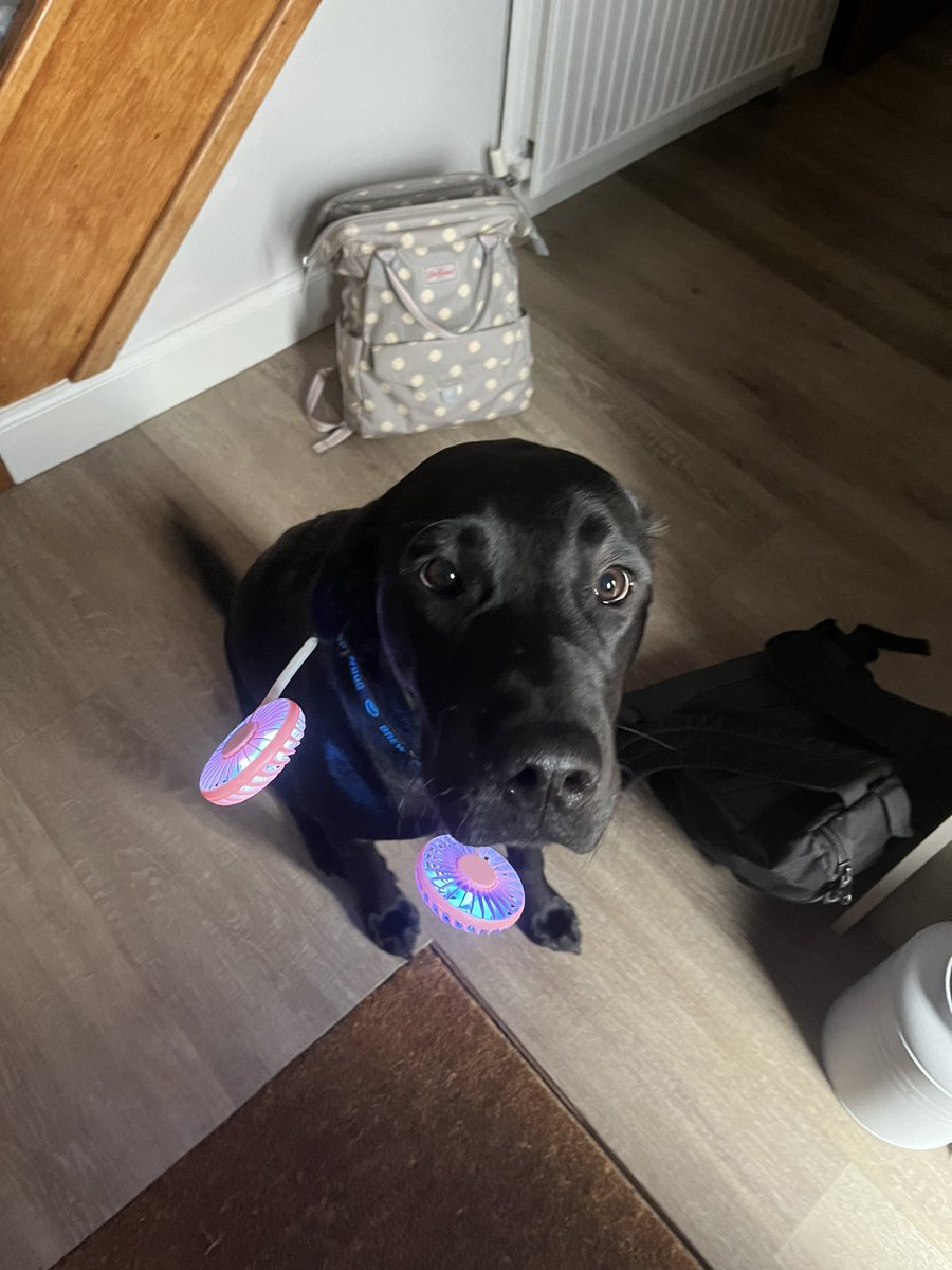 SM_Paterson's tweet photo. Hamish modelling my new must for the wards! Neck fan! Complete with disco lights! I became disco Stace on the wards office today! Wonโt show you a pic of my face as Hamish is at least cute ๐ #DiscoMidwife #WardLife #Toohot #DiscoFan https://t.co/qIwNwwzhi2