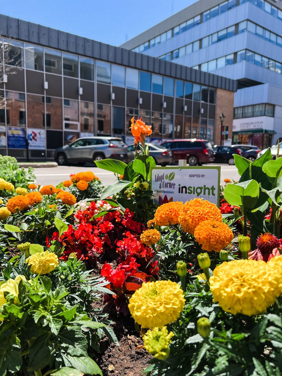 Our little garden on the corner of Kent and Great George  is blooming nicely if we do say so ourselves! 🌼

We love taking part in <a href="/Downtown_Chtown/">Downtown Ch'town,PEI</a>'s #AdoptACorner initiative every year, and helping to make our beautiful downtown even more beautiful! 🌸#DiscoverCharlottetown