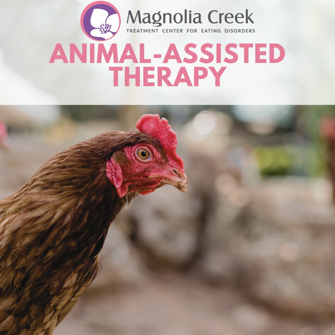 At Magnolia Creek, we offer various types of experiential therapy activities, including some of our client's favorites...chickens!  #MagnoliaCreek #AnimalAssistedTherapy