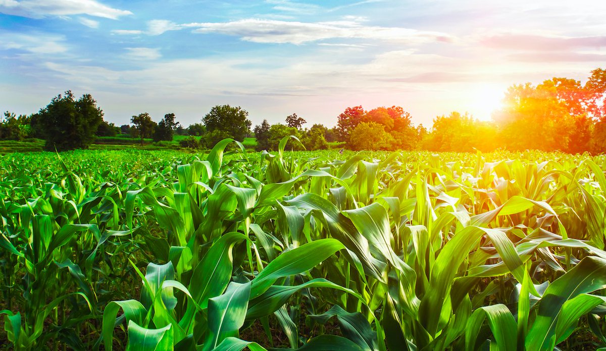 RealmFive's tweet photo. Drought conditions continue across the nation's corn-producing states, impacting this year's corn crop.
Learn more about the RealmFive Solution at https://t.co/Dy1LeGW6wR
View the current drought conditions: https://t.co/SJs92yf5o2
#agdata #agtech #smartfarming #realmfive https://t.co/1WxpbpsdRS