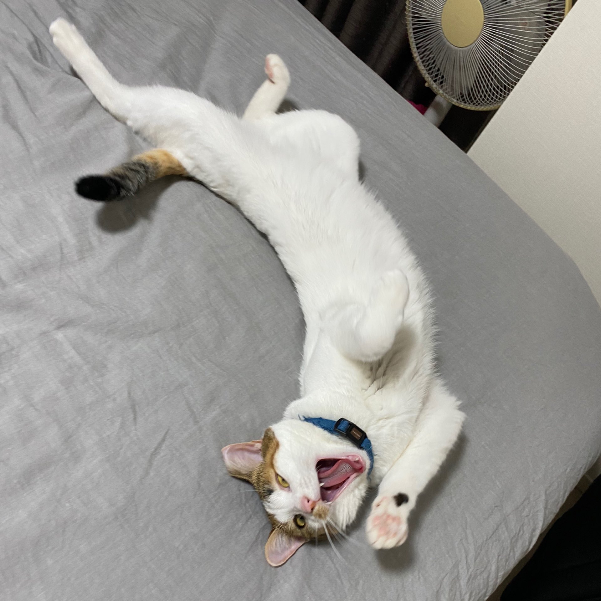 羊毛フェルト】二股尻尾招き猫