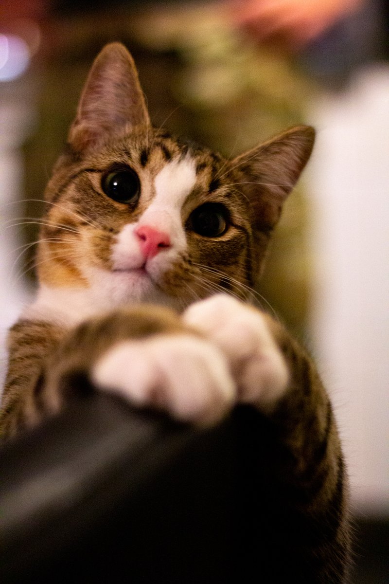 TheWearyWarlord's tweet photo. #Catsofaccess https://t.co/nqPjyGDd81