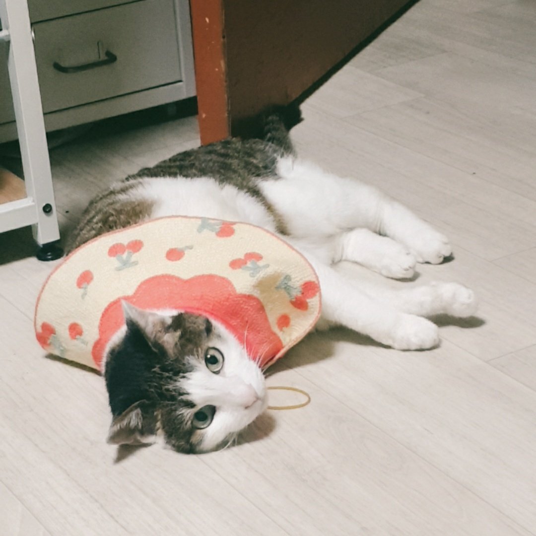 다이소 넥카라
귀여움