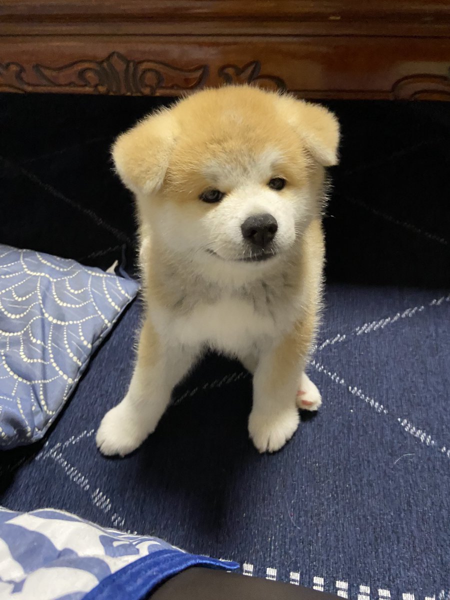 これは反則 イタズラして満足顔の秋田犬パピーさんが可愛すぎる件 わんちゃんホンポ