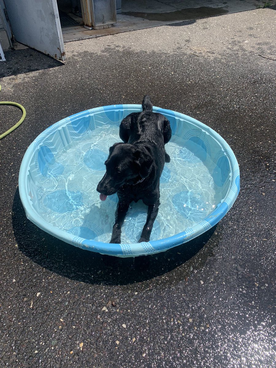 Stay safe in the heat! Check in on your family &amp; neighbors and help your pets to stay cool. 🐾#DogDaysOfSummer