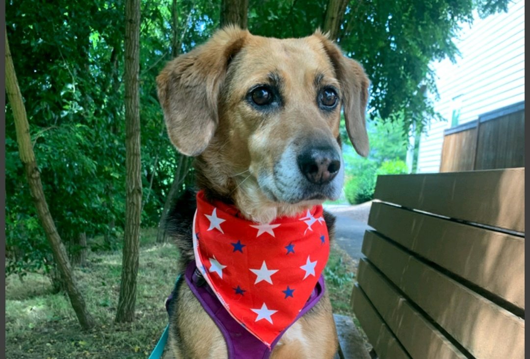 Looking for a way to get exercise while helping your favorite shelter? Download the ResQWalk app! This pup just raised funds for <a href="/beaglefreedom/">Beagle Freedom Project</a>  #savethemall #beagle #DogsofTwittter