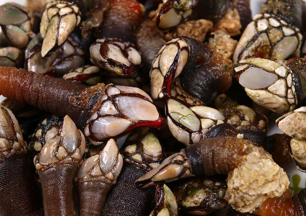 TurismoCarballo's tweet photo. #CercadeCarballo Moi cerca de #Carballo recóllense os mellores #percebes do mundo, os do #Roncudo en #Corme. Percebeiras e percebeiros xogan a vida para que probedes este manxar. Non dubidedes en pedilos cando nos visitedes!
📷 @Turgalicia
#galiciamola #CostadaMorte #CarballoMola https://t.co/CBJ2GTq7lA