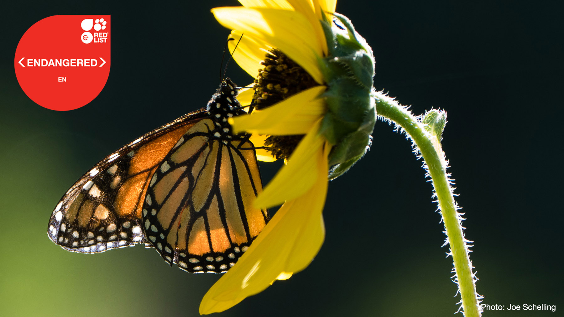 IUCN Red List on Twitter "BREAKING NEWS Migratory monarch butterfly