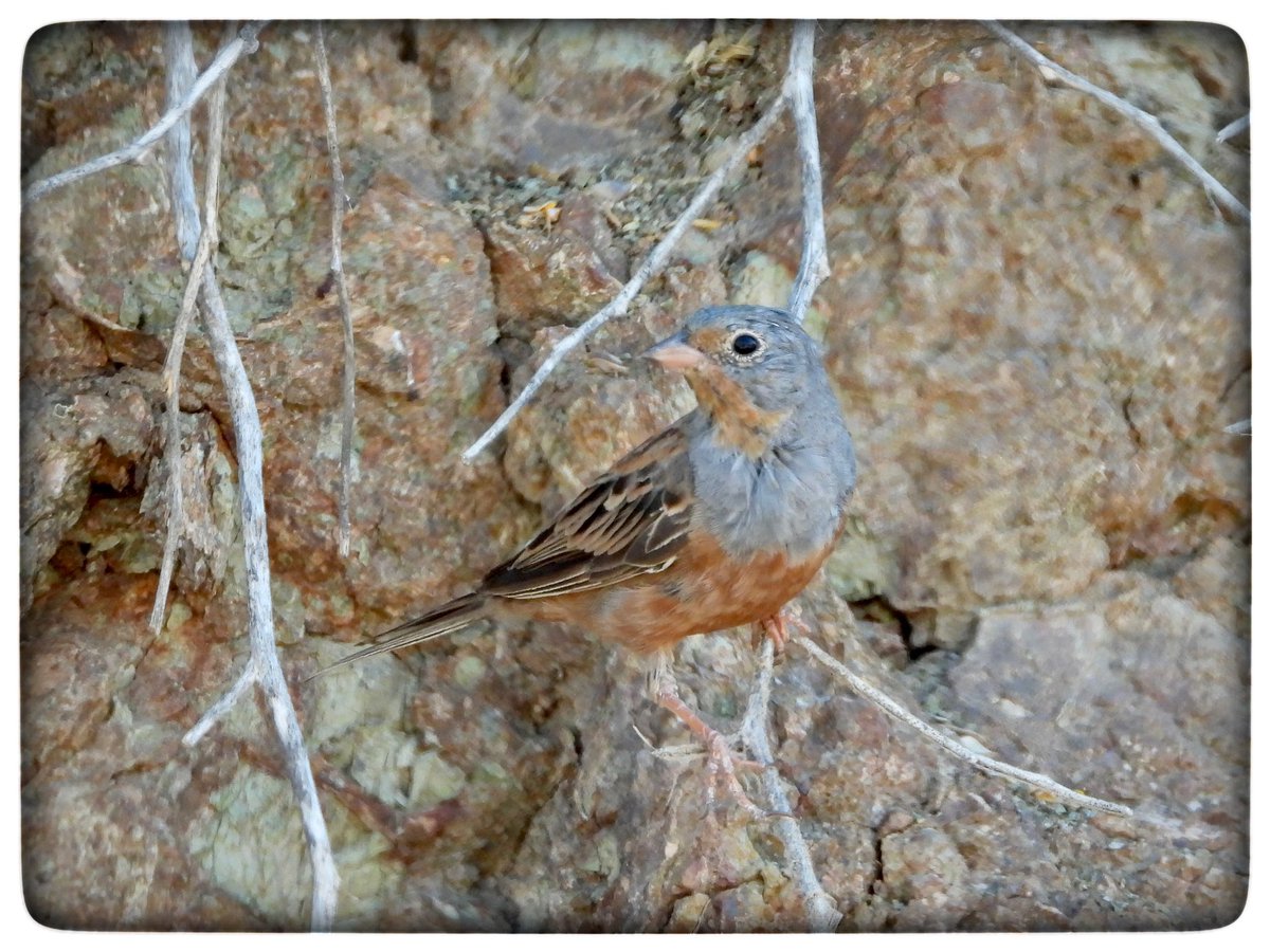 HelenCoombes4's tweet image. Cretzschmar’s buntings @Natures_Voice @birdsaroundcy @birdlifecyprus @birdfocuscy #Cyprusbirds #BirdsSeenIn2022 #birdphotography #TwitterNatureCommunity