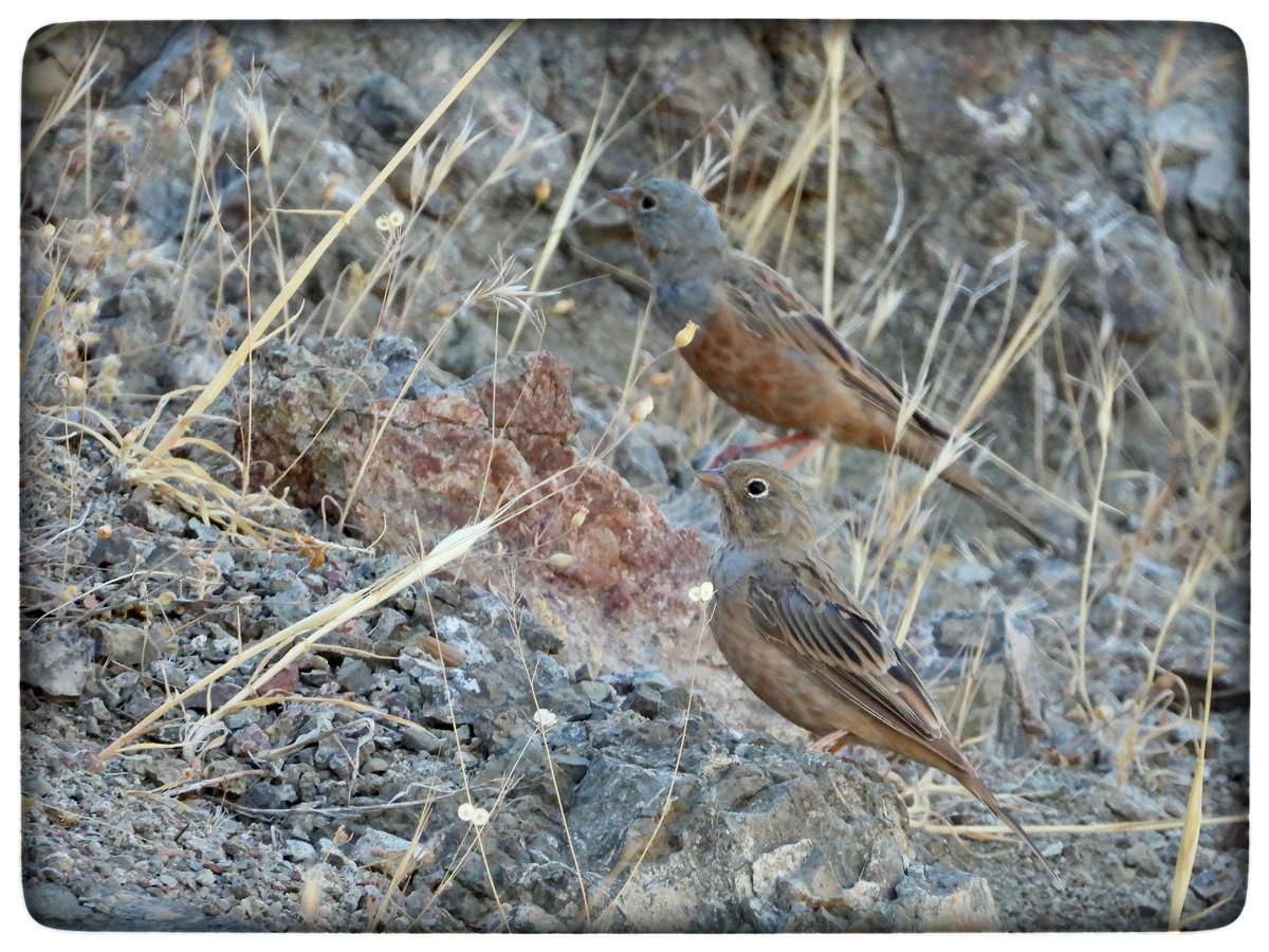 HelenCoombes4's tweet image. Cretzschmar’s buntings @Natures_Voice @birdsaroundcy @birdlifecyprus @birdfocuscy #Cyprusbirds #BirdsSeenIn2022 #birdphotography #TwitterNatureCommunity