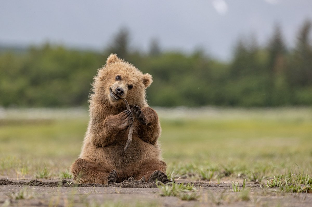 NickKleer's tweet image. Not many things cuter than a young bear cub ♥️