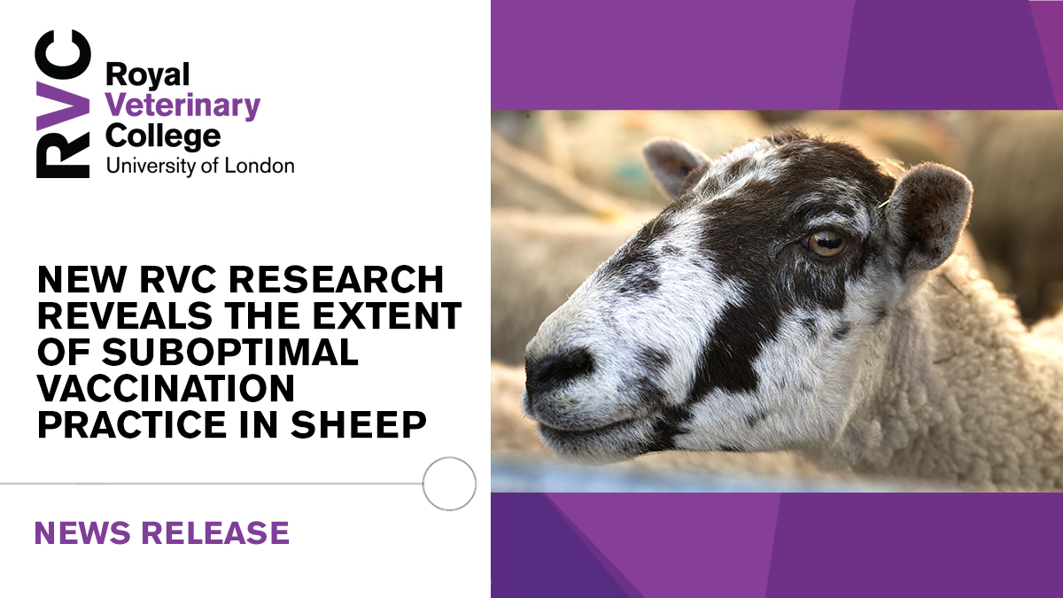 RoyalVetCollege's tweet photo. 🐑 New research from the RVC has revealed the large extent of suboptimal vaccination practice in the UK sheep industry, the impact of the lack of awareness of training for farmers and it identifies the barriers they face accessing training. 

➡️ Read more: https://t.co/LFmxaVbUKa https://t.co/FkLIXBQiBg