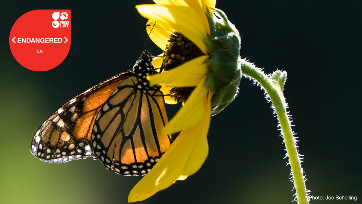 BREAKING NEWS: Migratory monarch butterfly now Endangered - <a href="/IUCNRedList/">IUCN Red List</a> bit.ly/3okopSI