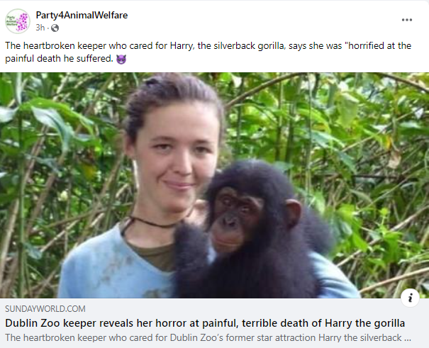 AnimalPartyIE's tweet photo. The heartbroken keeper who cared for Harry, the silverback gorilla 🦍, says she was "horrified at the painful death he suffered. 👿
https://t.co/MMBKzek16W
#animalrebellionireland #dublinzoo #antispeciesism #animalrights #AnimalWelfare #banzoos #phaseoutzoos 
@hoeyannie https://t.co/NxKd8ocWDG