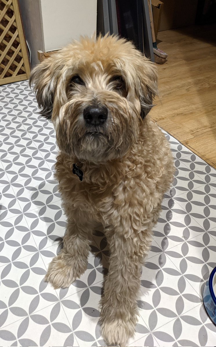 KateByrne16's tweet photo. @SkyHelpTeam @iamjohnoliver Betty would really like some #pawsitivity for her widowed uncle Chris and his 6yo twins. An early moving connection would really make his life less painful right now. @youtube and @NintendoUK connections are pretty much an essential 🙏🏻 https://t.co/bNC4D6Mwnf