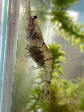 スジエビ Twitter Search Twitter