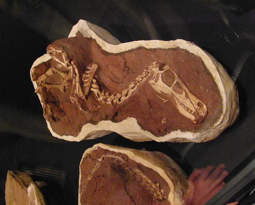 TM9380's tweet image. Mongolia is well known for its exquisite fossil preservation. The remains of Linheraptor are one such example. This beautiful skeleton belongs to a Velociraptor sized predator from about 75-80 mya. #TheropodThursday #dinosaurs #paleontology