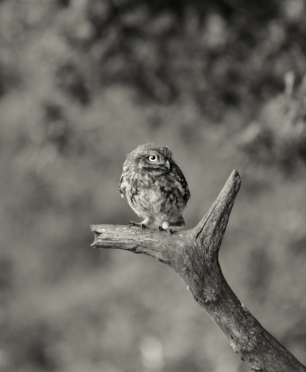 DavidGoundry2's tweet photo. Little Owl chilling 🥳🖤 https://t.co/jkLwI2SOQP
