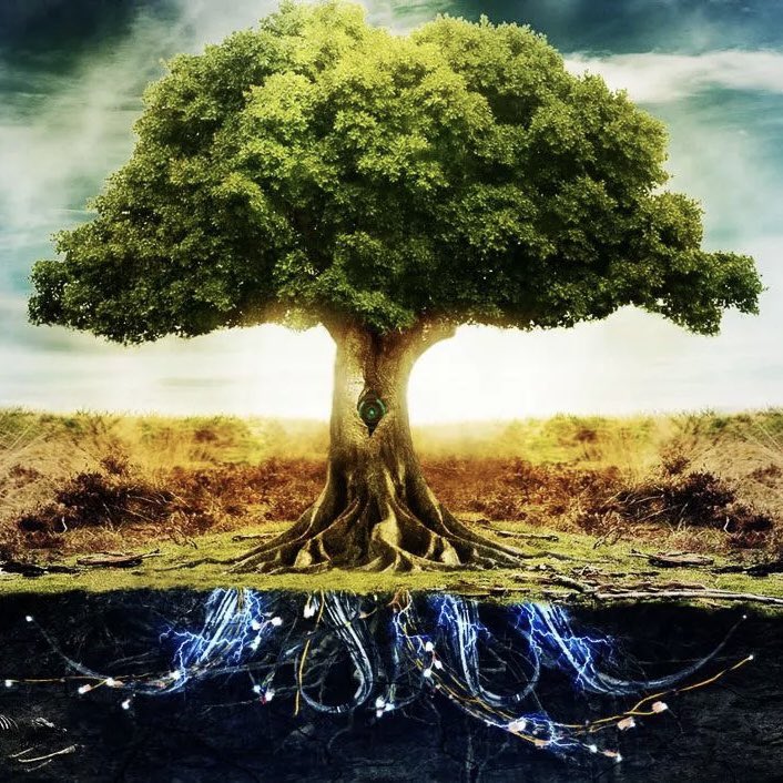 Le sais-tu ? l'arbre à thé a des vertus antifongiques, dans le traitement des mycoses de la peau, vaginale, de l'intestin…En bain de bouche ou gargarisme, elle renforce l'hygiène buccale, soigne les infections des gencives et calme les maux de gorge. #Earth #Health #naturelovers