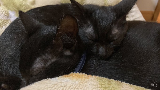 さっきまでドタバタ走り回ってたのに急に静かになったと思ったらスヤァしてる…… 