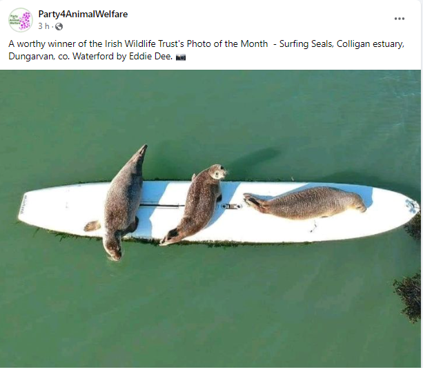 AnimalPartyIE's tweet photo. A worthy winner of the Irish Wildlife Trust's  Irish Wildlife Trust - Photo of the Month  - Surfing Seals, Colligan estuary, Dungarvan, co. Waterford by Eddie Dee. 📸
#SurfingSeals
#SaveSeals 
#SealWelfare
#Dungarvan
#Waterford https://t.co/Ov6UErXpnX