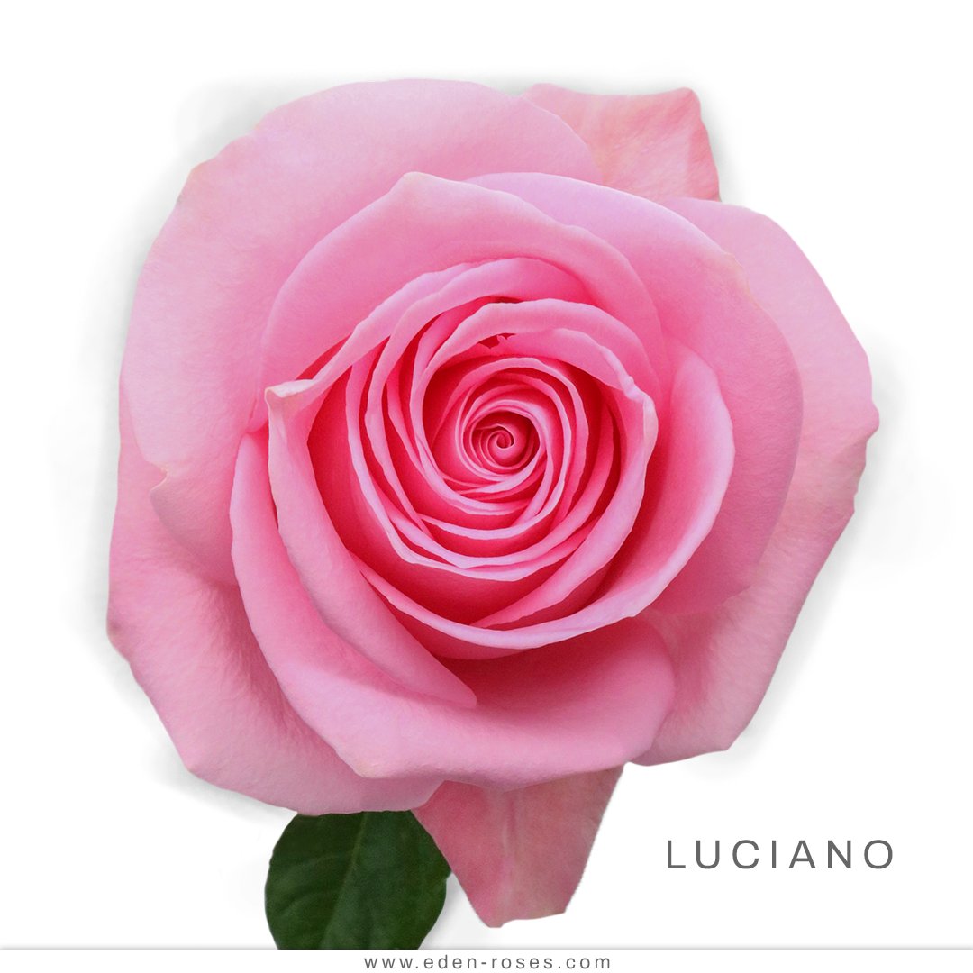 Eden Roses on Twitter "LUCIANO ROSES 🌷💌💟 . Our beautiful "Luciano