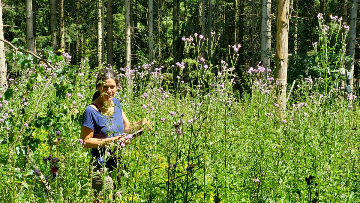 BExplo_de's tweet photo. Bei dieser #Hitzewelle lieber in den schattigen Wald... .
Funktioniert leider nicht so wirklich auf den Lichtungen unseres Gap-Experiments FOX.
@judithjubel, AG Core-#Botany, @unibern beim jährlichen Monitoring der krautigen Pflanzen auf den Versuchsflächen.
#Lichtwald #Botanik https://t.co/SQaMcRv3Kz