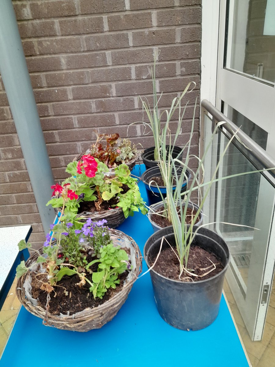 becketcs's tweet photo. A colourful end to the year with beautiful plants on sale and a Horticulture Workshop!
Thank you to all the students for joining us and for all your hard work 🌷🪴🌿
#TeamTBCS #MissiontoExcellence https://t.co/GsIMAAKceO