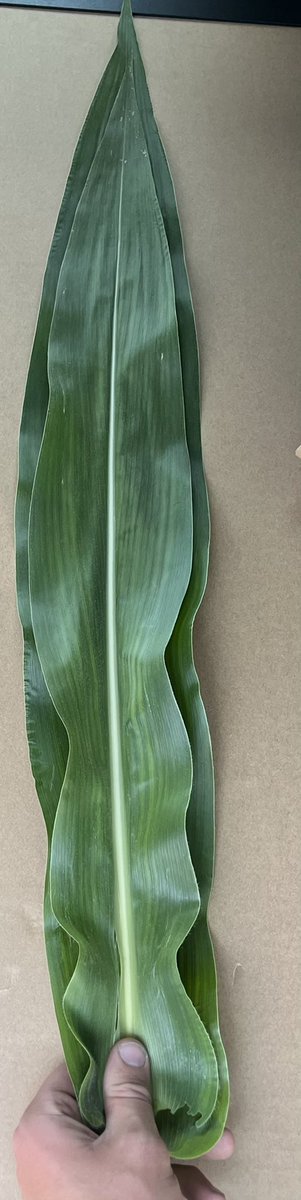 The leaf on the bottom is @bw_fusion treated with Full Sun 4 days after application. Wider and longer leaf = bigger solar panel to make sugar