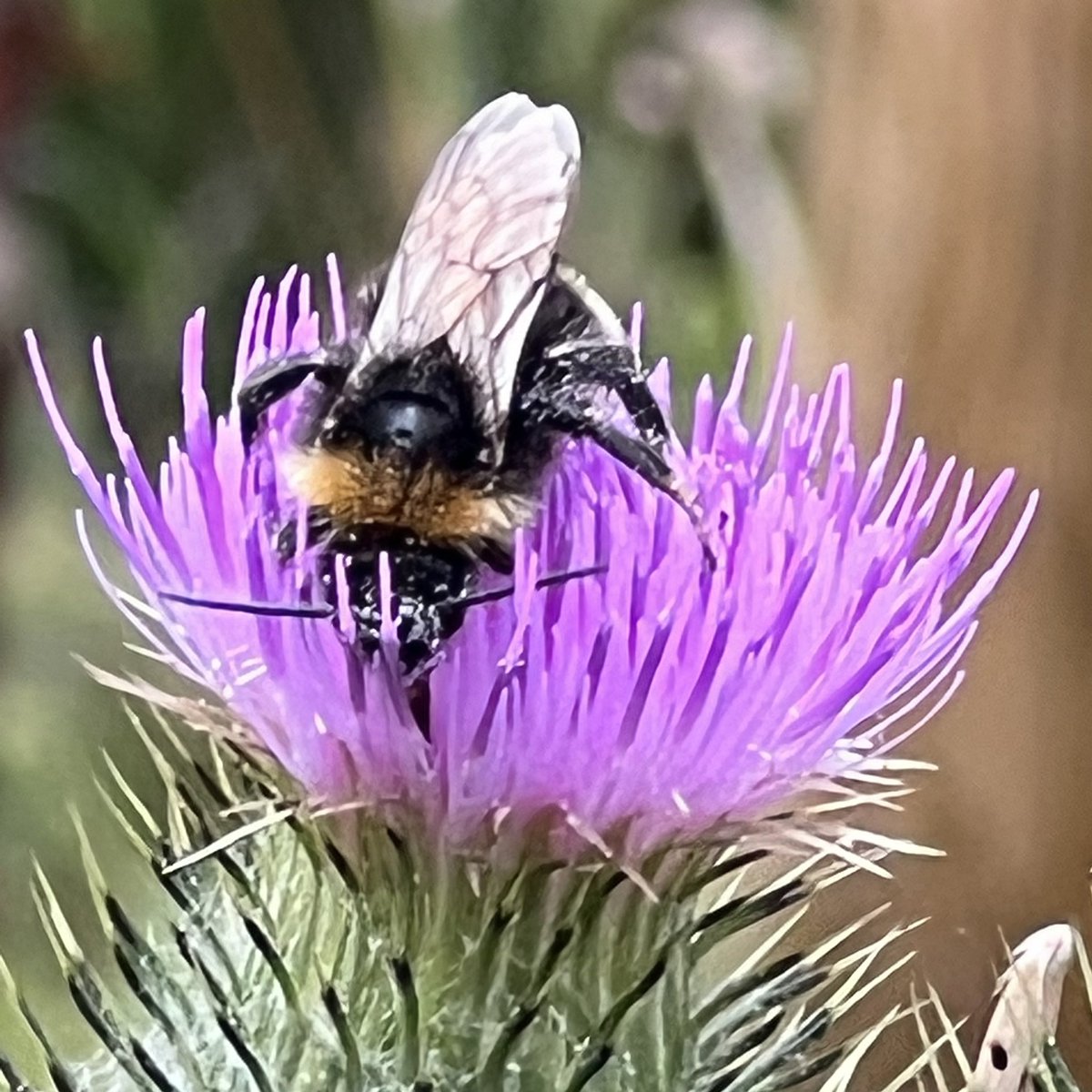 thinkingoftrees's tweet image. Busy keeping the world in balance
#savethebees #beefriendly #beekind #wildflowers