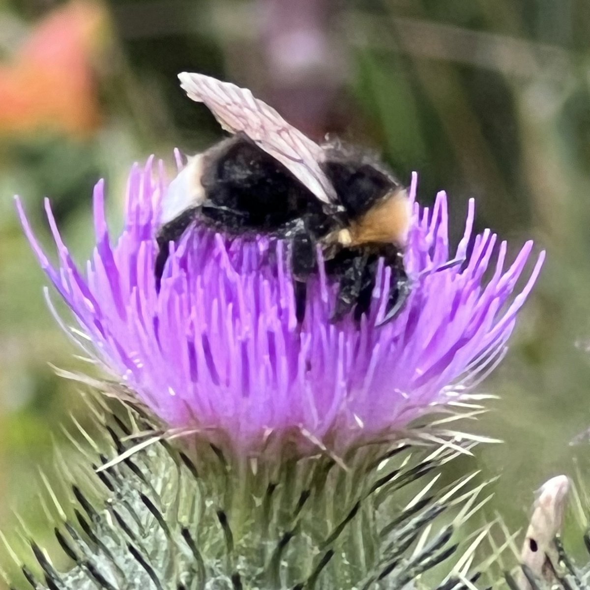 thinkingoftrees's tweet image. Busy keeping the world in balance
#savethebees #beefriendly #beekind #wildflowers