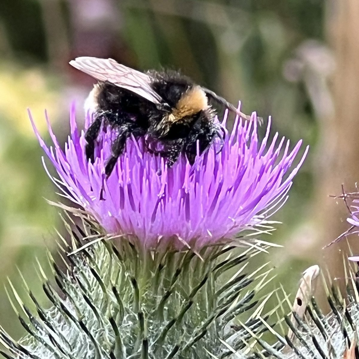 thinkingoftrees's tweet image. Busy keeping the world in balance
#savethebees #beefriendly #beekind #wildflowers