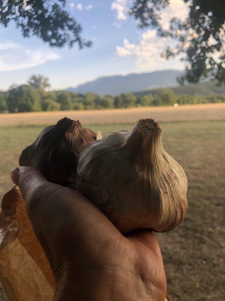 MarjoleindRaad's tweet photo. Bollen voor van de herfst. Hopelijk blijven deze goed zodat ze 10-10 de grond in kunnen.#moestuin https://t.co/3DIV940SYP