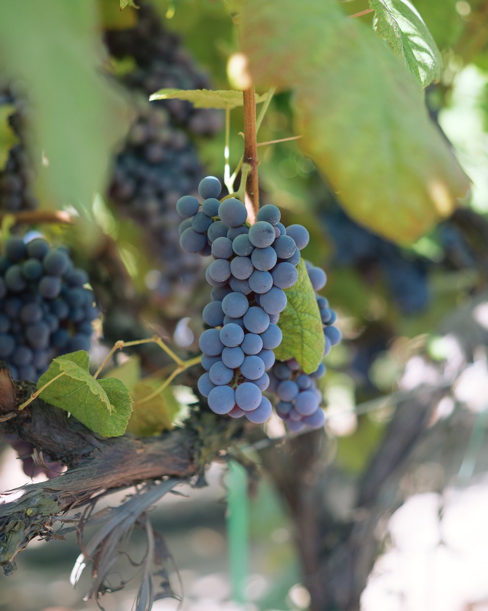 brandtfarms's tweet photo. The Thomcord grapes are looking great!
We'll be picking these ones soon and they'll be available through September.
#fruitstagram #freshproduce #fruits #grapes # grapes #summerfruit #summerfruits #grapejammers #cagrown #harvest #californiaagriculture https://t.co/OqiqYl4Vng