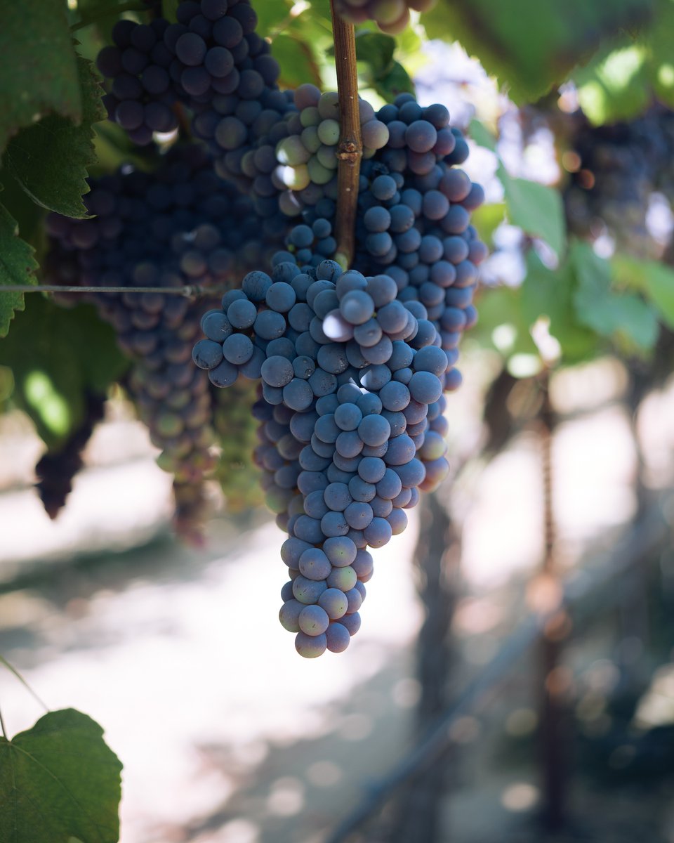 brandtfarms's tweet photo. The Thomcord grapes are looking great!
We'll be picking these ones soon and they'll be available through September.
#fruitstagram #freshproduce #fruits #grapes # grapes #summerfruit #summerfruits #grapejammers #cagrown #harvest #californiaagriculture https://t.co/OqiqYl4Vng