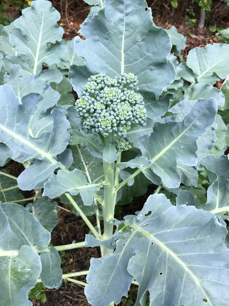 Pegplant's tweet photo. Believe it or not, it's time to start thinking about fall gardening in the DC metro area. Here is a list of more than 80 seed companies. Many have free catalogs! https://t.co/5g85prDqPC #seeds #seedcompanies #gardening #fallgardening #fallcrops #DMV https://t.co/fg6znzqiZb