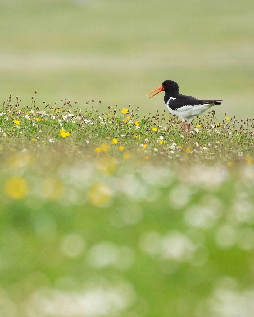 Hebridean Way tweet media