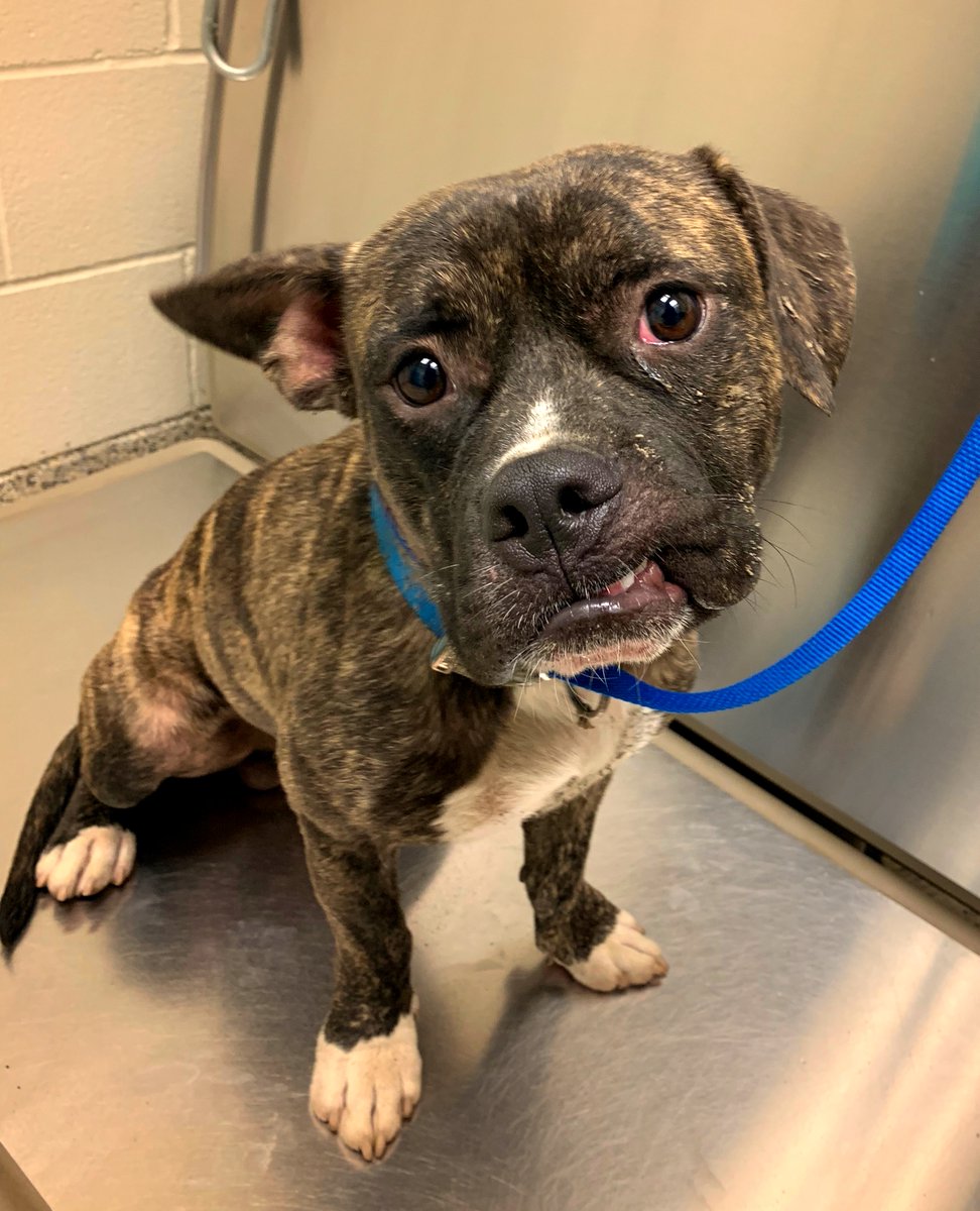 Who can resist a low rider with an adorable underbite? We sure can't! T-boy has the friendliest goofy personality to match his precious face and we are so excited he will #letthefurfly on July 23 in partnership with the @aspca and @brandywinevalleyspca.
#wingsofrescue