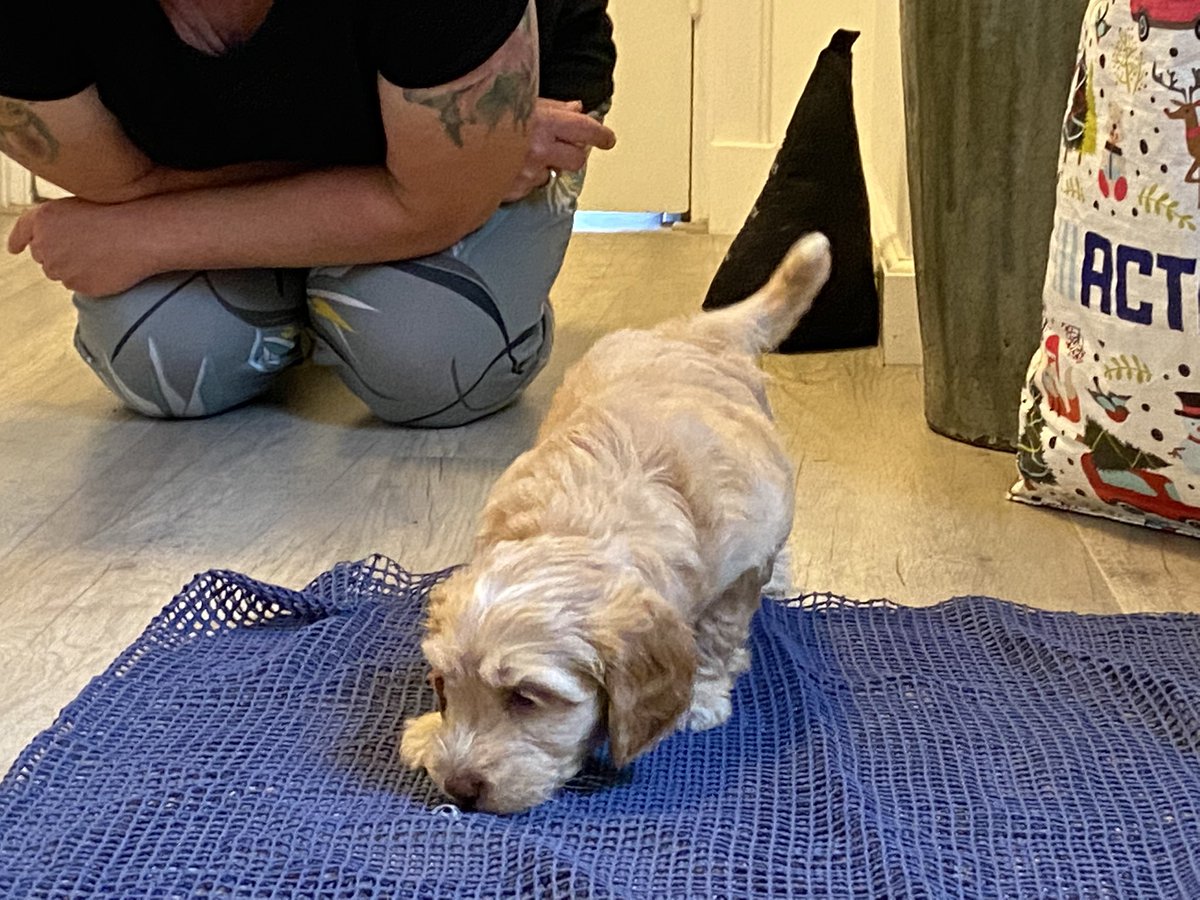 dogcases's tweet image. Heerlijk leuke puppytest vanochtend, wat een leuk Doodles ❤️❤️