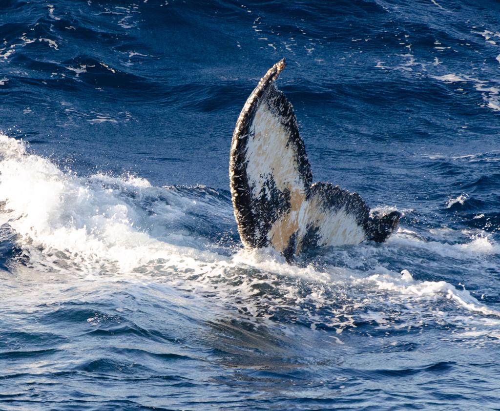 British Antarctic Survey Jobs tweet media