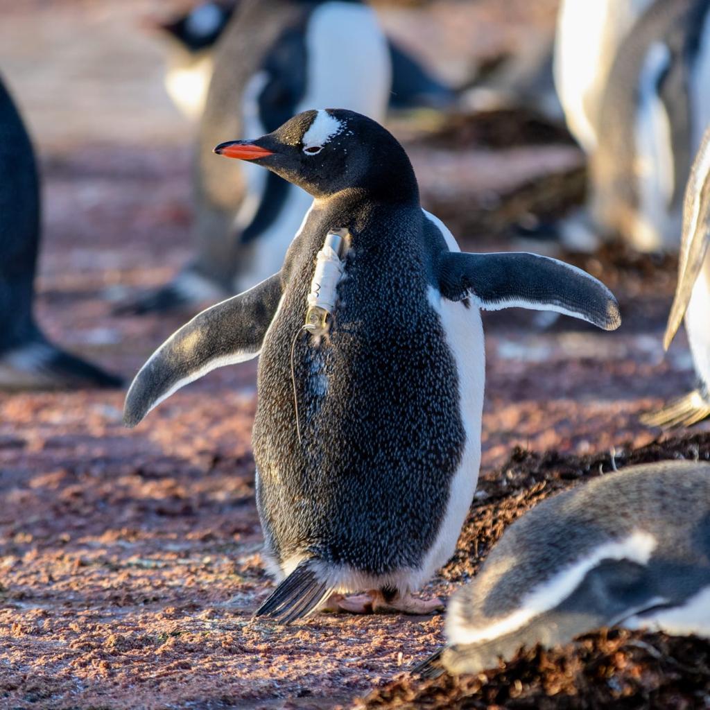 British Antarctic Survey Jobs tweet media