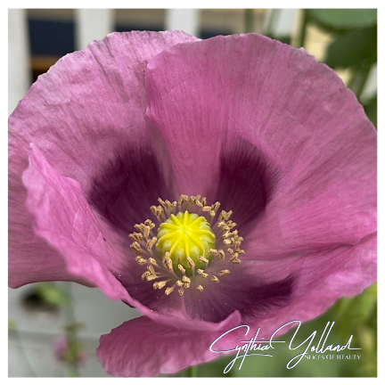 CynthiaYolland's tweet photo. Fairy Dance
The worlds inside a poppy are so amazing. They are weighted perfectly to dance with gentlest breeze. They have so many pieces gently swaying. They are the fairies of the flower world.
Share the colors
#poppy #summerflowers #dancinginthewind #slicesofbeauty https://t.co/HLYuQSEYGE