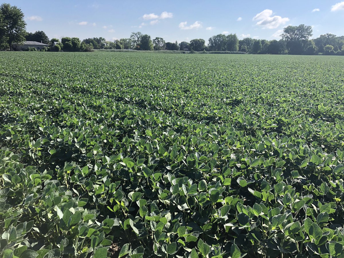 Chris Robson CCA-ON (@chrisrobson11) on Twitter photo In a field where the plan A program didn’t hold water hemp back due to lack of rain. Sine he had enlist beans we came back in with Enlist 1 and Liberty and got great results. Look at the before picture vs now. <a href="/CortevaCA/">Corteva Canada</a> <a href="/EnlistOnline/">Enlist™ weed control system</a> <a href="/allis220man/">Barry McFadden</a> In a field where the plan A program didn’t hold water hemp back due to lack of rain. Sine he had enlist beans we came back in with Enlist 1 and Liberty and got great results. Look at the before picture vs now. <a href="/CortevaCA/">Corteva Canada</a> <a href="/EnlistOnline/">Enlist™ weed control system</a> <a href="/allis220man/">Barry McFadden</a>