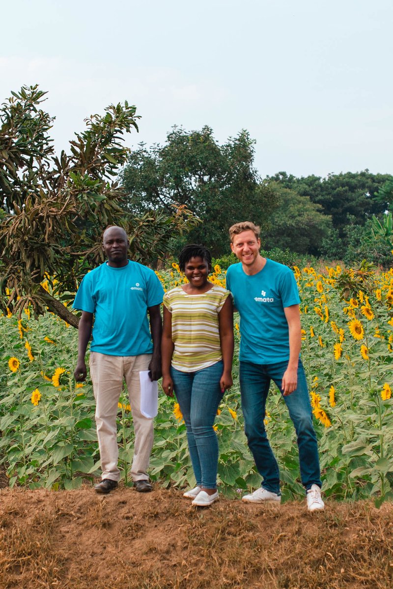 #DidYouKnow that the Ugandan soybean crop has grown 10x in the past 5 years?

This month, we launched Emata loans for oilseeds farmers! 🌻 

After successful launches in dairy and maize, oilseeds is the third value chain we offer our digital loans to.

What did we learn? ⬇️🧵