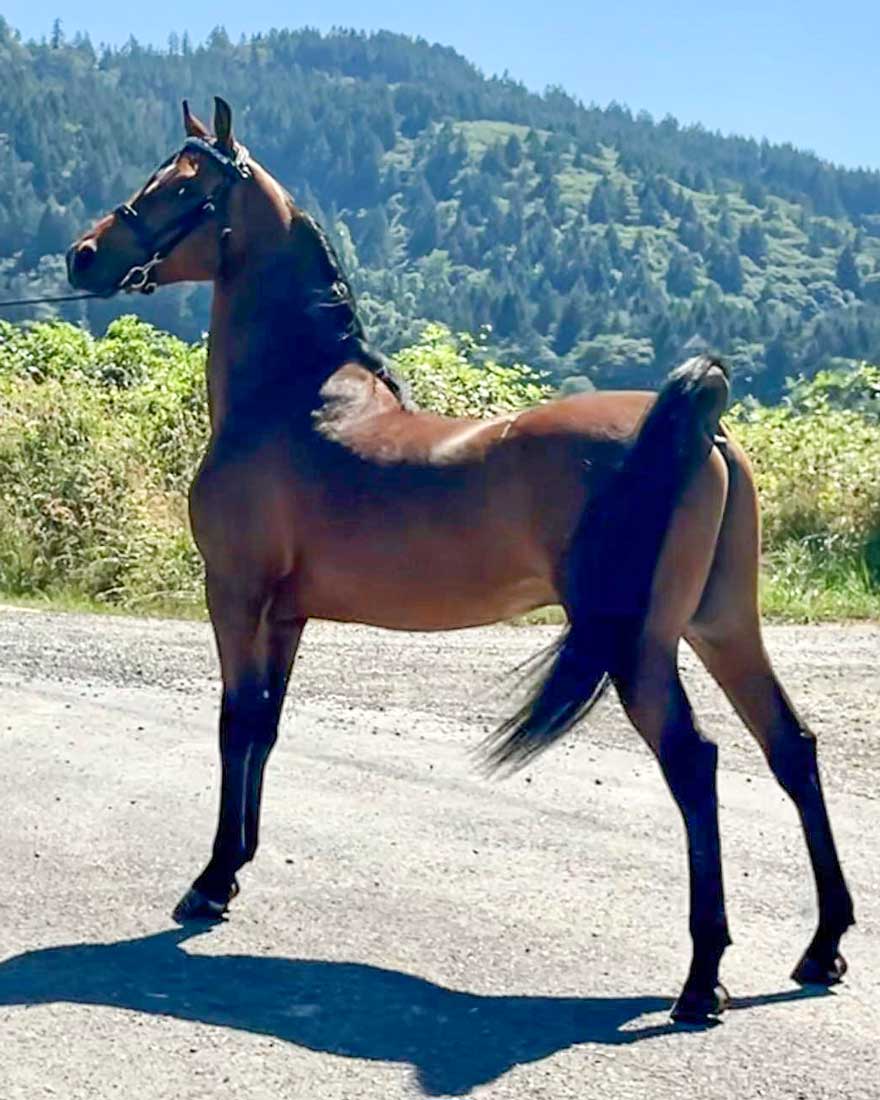 MorganShowcase's tweet image. CONGRATULATIONS to Morgan Christianson, Lebanon, OR on the sale of DREAM MTN LASSO THE MOON! Leslie Arnould, Akira Morgans, selling agent.
Find your perfect Morgan at morganshowcase.com
#MorganShowcase #MorgansForSale #MorgansSold #MorganHorse #MorganStallionsStanding